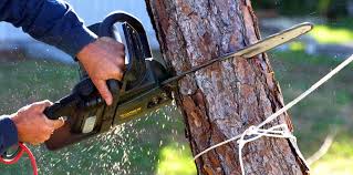 Best Storm Damage Tree Cleanup  in Niceville, FL