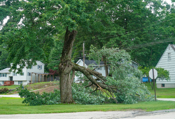 Best Lot and Land Clearing  in Niceville, FL